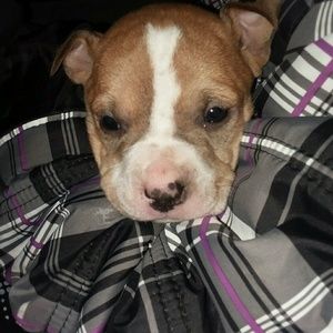 Meet your Posher, Cesar